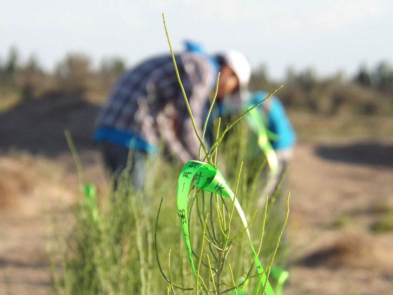 7��14����������ҁ�(l��i)�������֌���ٛ(z��ng)�ߵľG�z��ϵ��������������ͽz�����(y��ng)�����ҫ���W���Gɫ�Ĺ�â��