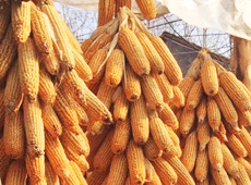 �Ŵ���������֮����