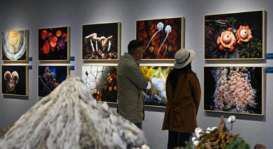 70余件“蘑幻菌物”影像作品亮相